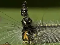 Meet the Mad Hatterpillar aka Uraba lugens, aka The Gum Leaf Skeletoniser