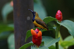 Olive-backed Sunbird (male) - Lemmy.world