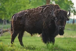 Bison reintroduced to Canada's Banff thrive again