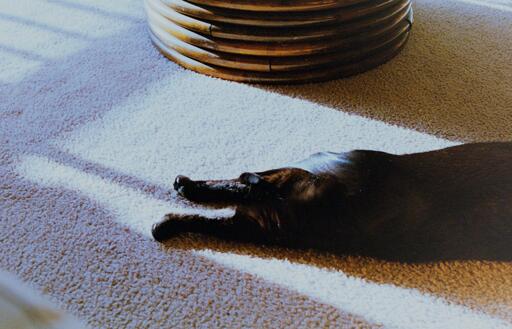 a black cat sploots. you can only see her hind legs. 