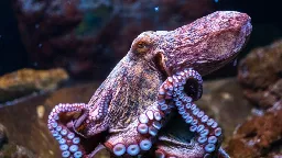 Oldest known sex chromosome emerged 248 million years ago in an octopus ancestor