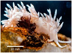 Prevalence and Photobiology of Photosynthetic Dinoflagellate Endosymbionts in the Nudibranch Berghia stephanieae