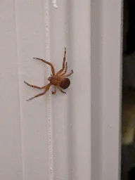 What type of spider is this? It looks friendly.