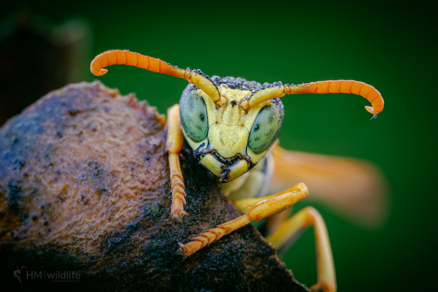 European Paper Wasp - Polistes dominula, by Heath McDonald