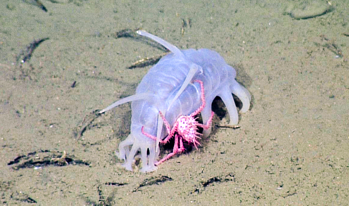 A sea pig (scotoplanes globosa) being used as shelter by a king crab (neolithodes diomedae).