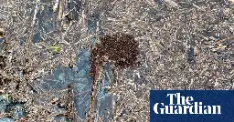 Fire ants form rafts to survive Queensland flood waters as experts warn of surge