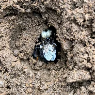 Bumblebee queens choose to hibernate in pesticide-contaminated soil, scientists discover