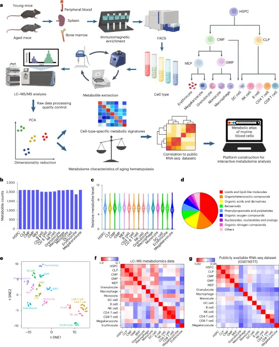 A metabolic atlas of blood cells in young and aged mice identifies uridine as a metabolite to rejuvenate aged hematopoietic stem cells - Nature Aging