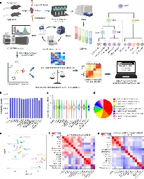 A metabolic atlas of blood cells in young and aged mice identifies uridine as a metabolite to rejuvenate aged hematopoietic stem cells - Nature Aging