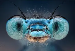 Invertebrate Portraits- Part 2 [no spiders this time]