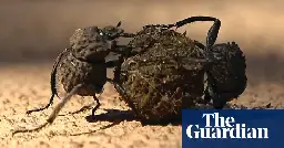 Male and female dung beetles coordinate to roll balls, researchers find