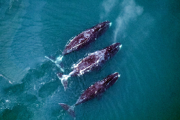Migrating whales forced into danger's path in "wild west" Arctic