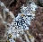 Lichen