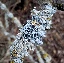 Lichen