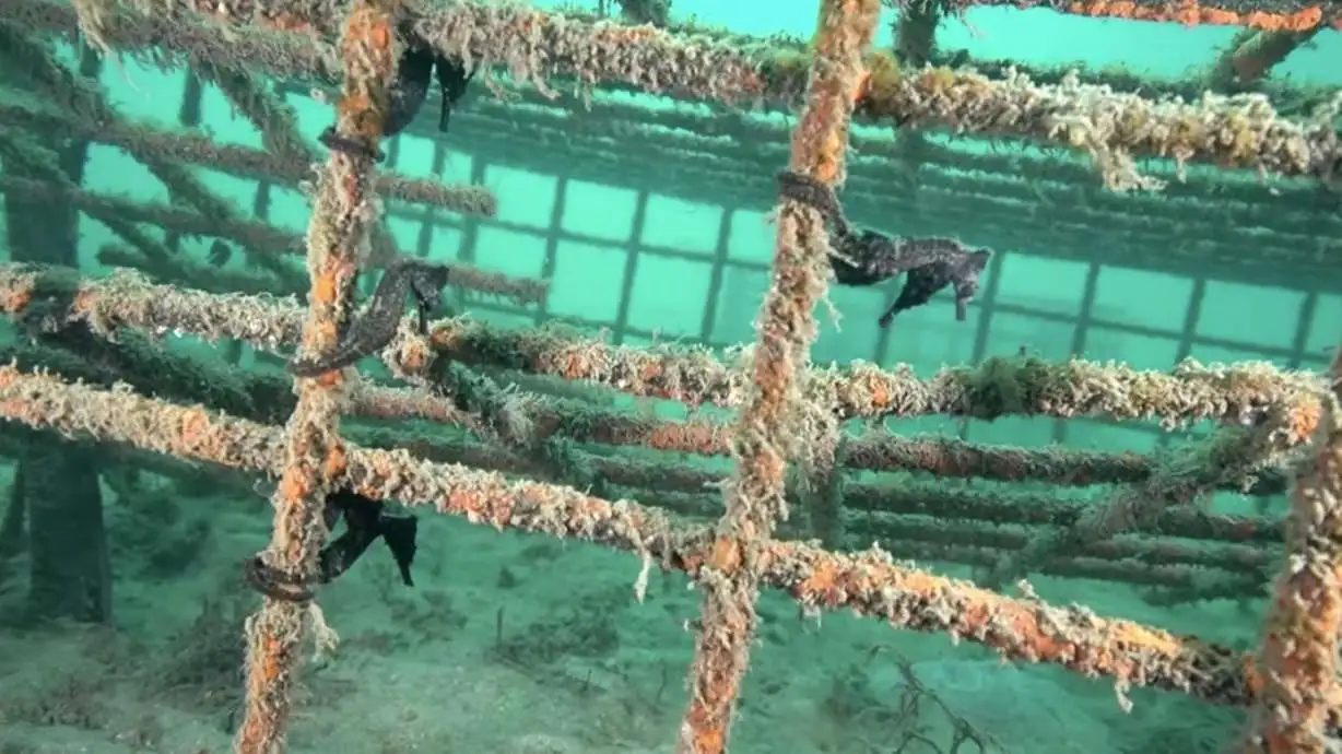 Have You Seen This? Seahorse hotels created to conserve endangered species