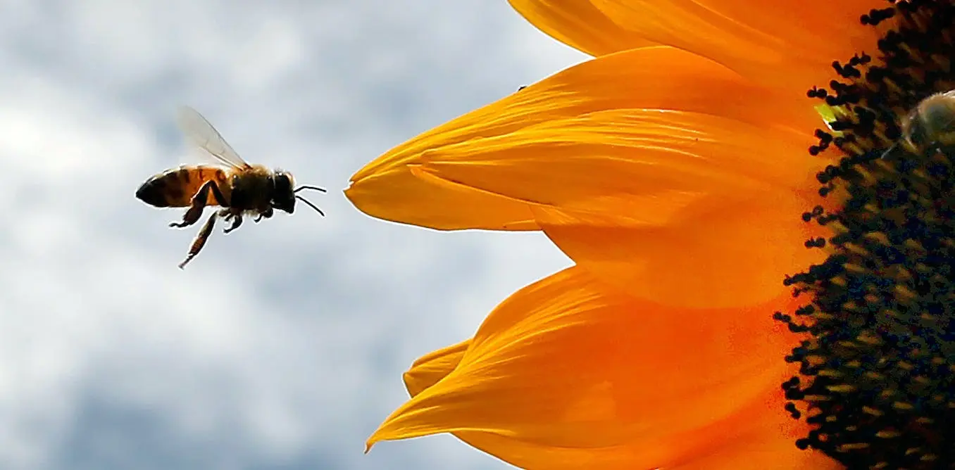 ‘Inert’ ingredients in pesticides may be more
toxic to bees than scientists thought