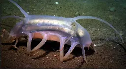 Meet the Amazing Sea Pigs! Weird Creatures of the Deep