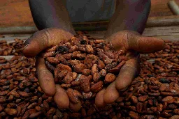 African cocoa plants run out of beans as global chocolate crisis deepens  | Reuters News Agency