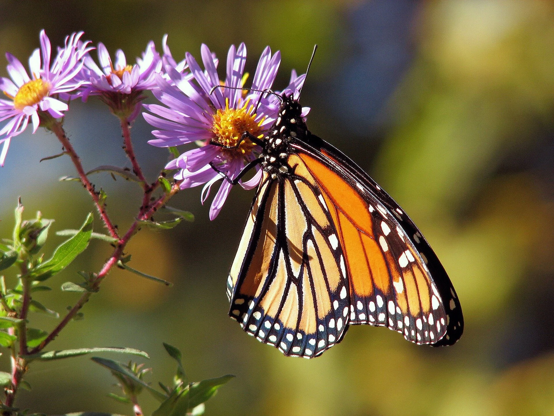 The monarch butterfly may not be endangered, but research suggests its migration is