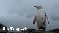 Rare white gentoo penguin discovered in Antarctica