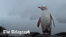 Rare white gentoo penguin discovered in Antarctica