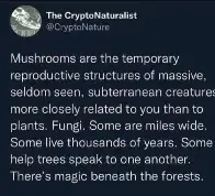 Magic Beneath The Forests