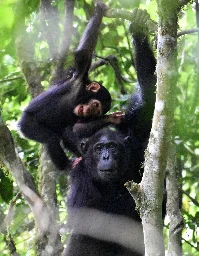 New study shows mother chimps play with their offspring through good times and bad