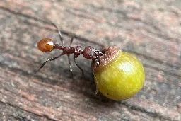 8-year-old boy upends 100 years of science regarding insects and plants