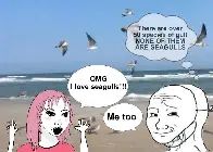 #notaseagull