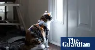 Cats appear to grieve death of fellow pets – even dogs, study finds