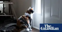 Cats appear to grieve death of fellow pets – even dogs, study finds