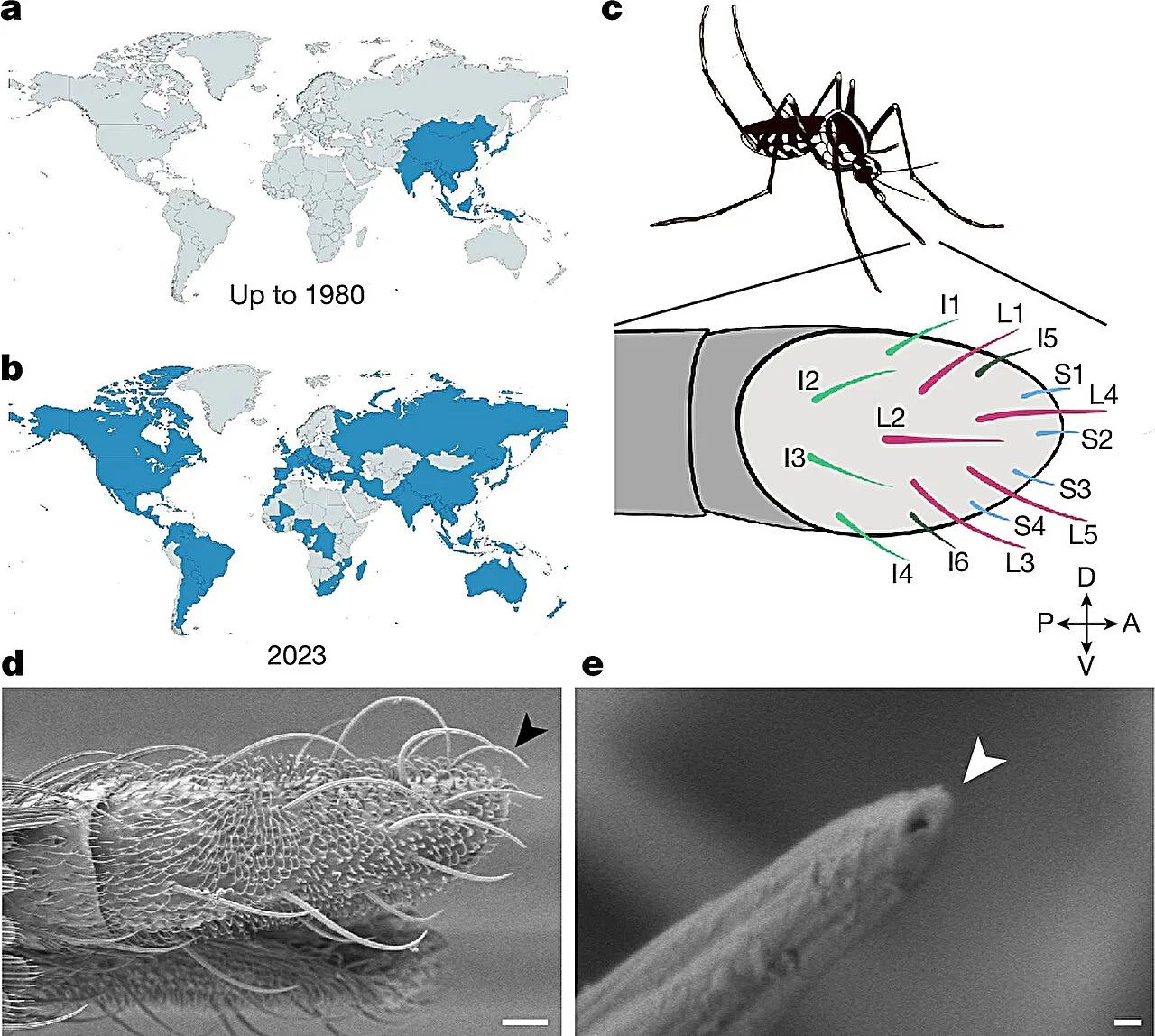 Are you tasty to mosquitoes? Study offers clues into when and why they bite