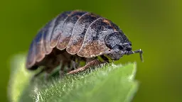 Backyard Bugs- The Woodlouse