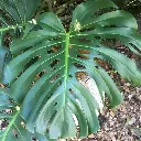 [UK][Free for S-and-H] Cheese Plant Cuttings (*Monstera deliciosa*)