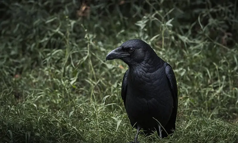 Crows Are Even Smarter Than We Thought