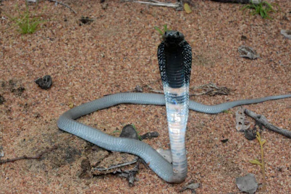 Researchers Discover First Effective Treatment for Spitting Cobra Snakebite | Sci.News