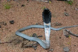 Researchers Discover First Effective Treatment for Spitting Cobra Snakebite | Sci.News