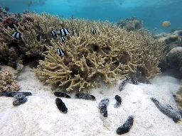 'Janitors' of the sea: Overharvested sea cucumbers play crucial role in protecting coral