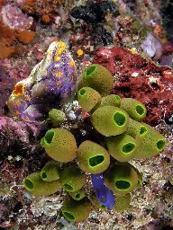 BEHOLD!!! The Sea Squirt, Our Closest Invertebrate Relatives! Photos and Fun Facts!