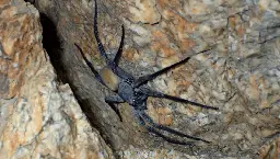 Spiders The Size Of Basketballs Lurk Deep Inside Abandoned Mines In Mexico