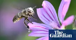 Food, soil, water: how the extinction of insects would transform our planet