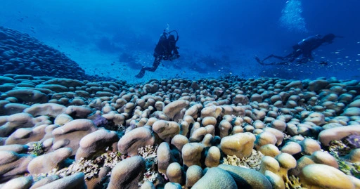 World’s largest coral found in the Pacific