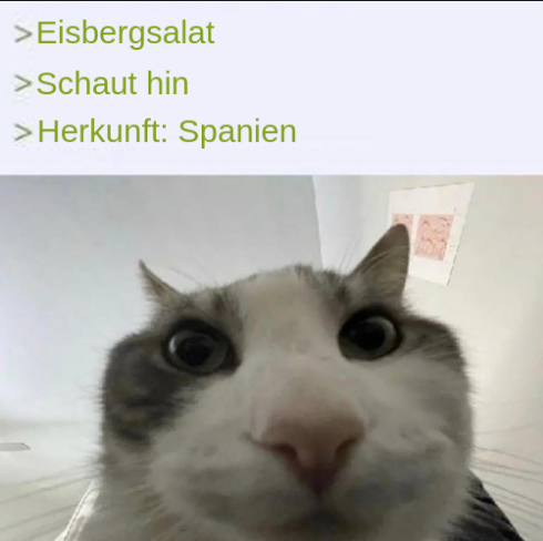 Meme: Eisbergsalat. Schaut hin. Herkunft: Spanien. Bild einer unbeeindruckt schauenden Katze.