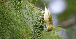 How to Recognize Six Warblers in Their Fall Feathers