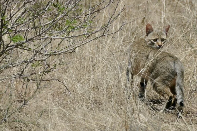 West Africa’s forgotten felines endangered by conflict and research gaps