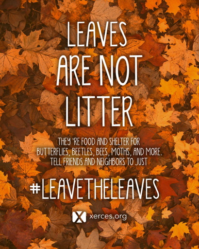 Picture of a pile of fall colored leaves with white text, quoted in the post body