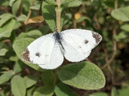 How a butterfly invasion minimizes genetic diversity