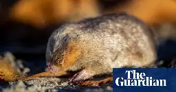 Back from the brink: sand-swimming golden mole, feared extinct, rediscovered after 86 years