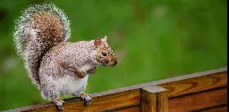 Gut bacteria may explain why grey squirrels outcompete reds – new research