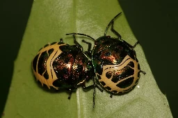 Mangrove jewel bug (Calliphara nobilis)